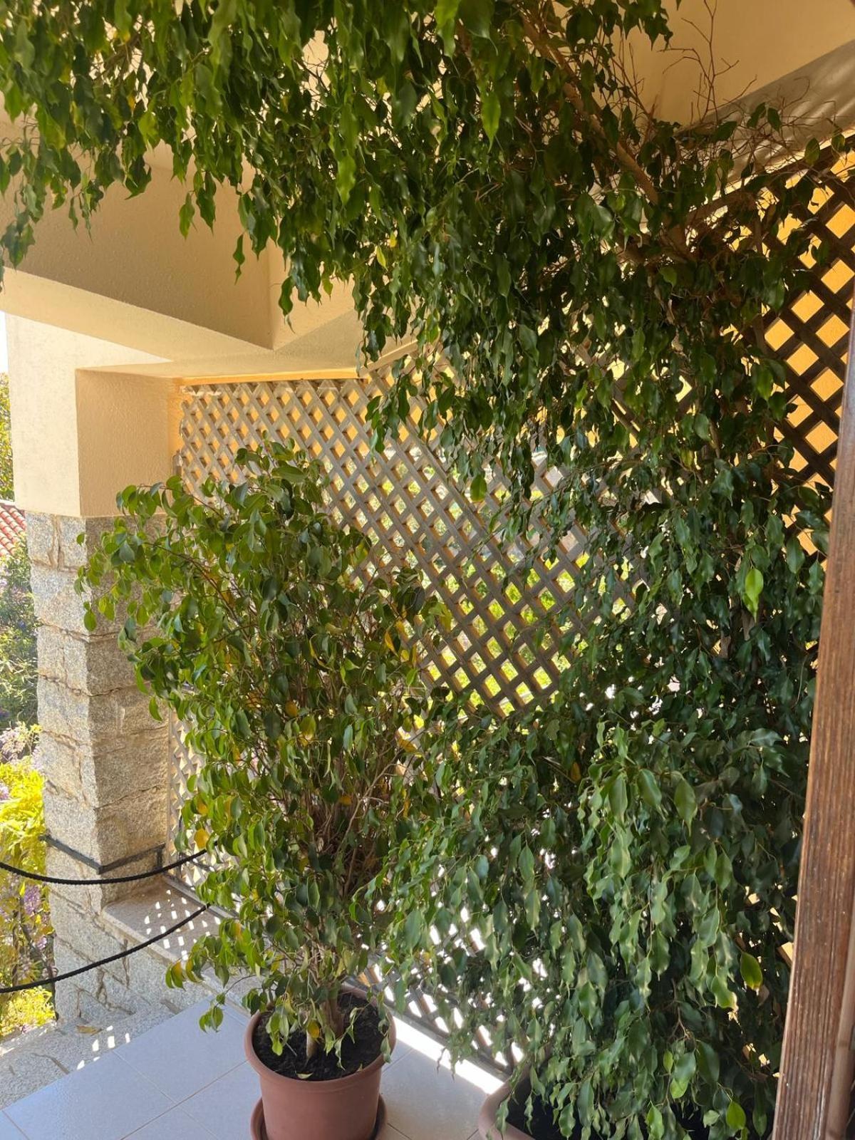 Villa Carlotta La Maddalena لا ماداّلينا المظهر الخارجي الصورة
